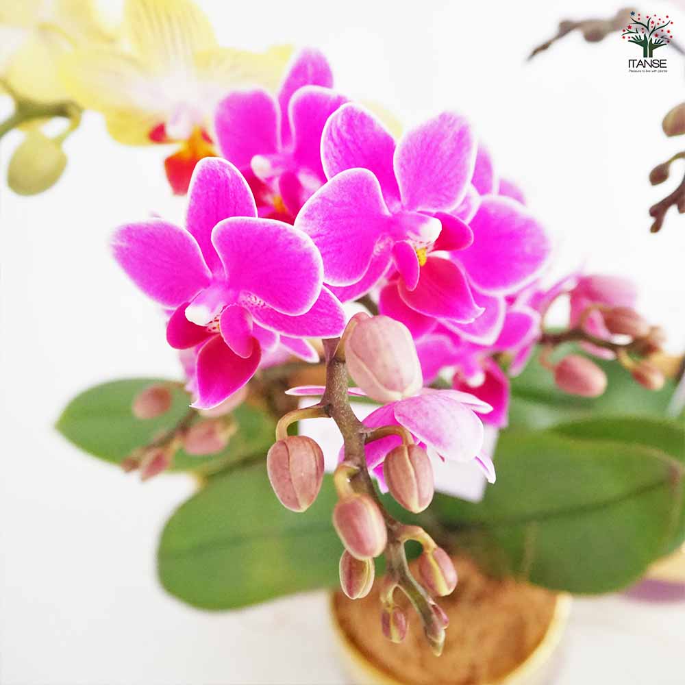 胡蝶蘭 ミディMIX シャルネ鉢 【花苗 3号／1個売り】｜ 【植物の