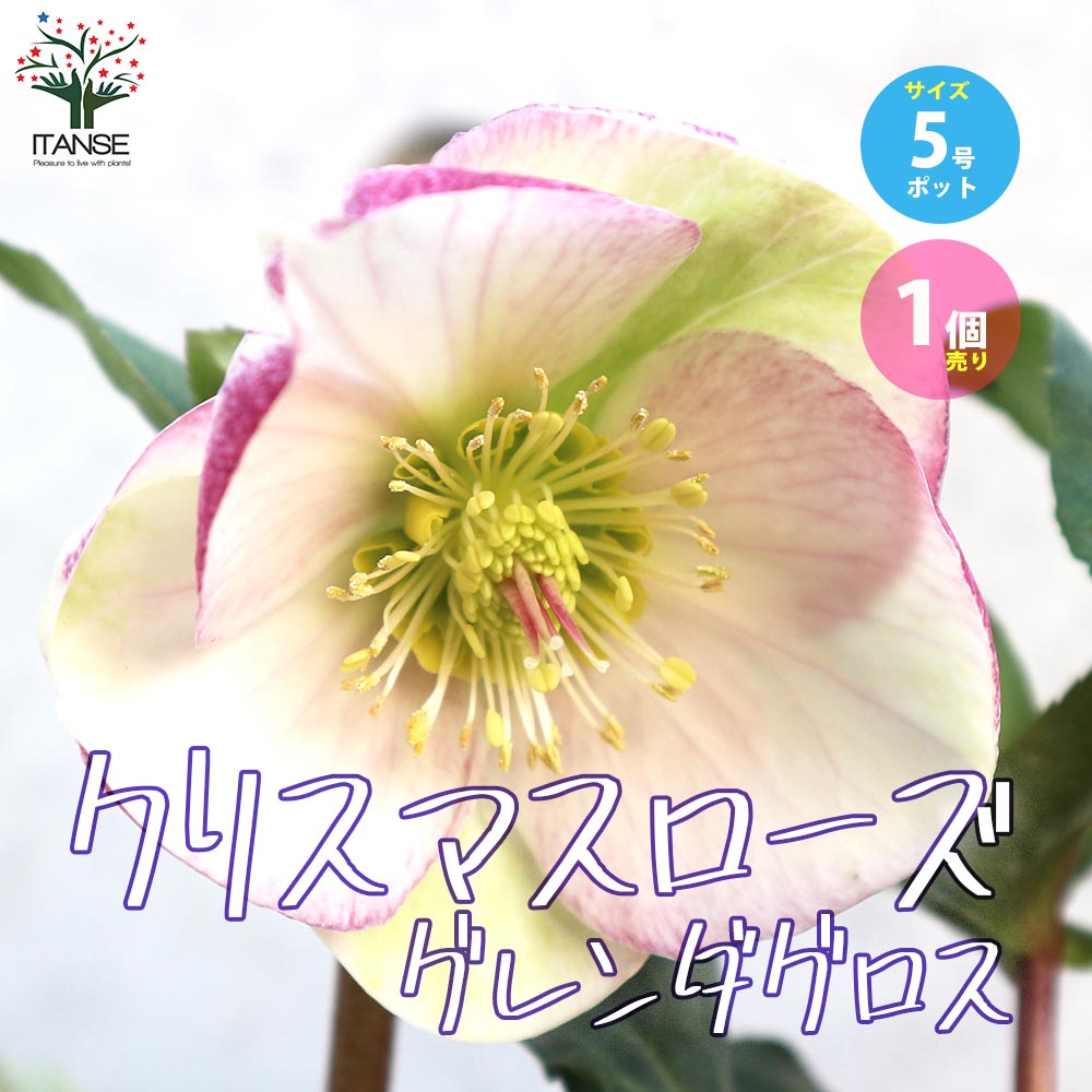 クリスマスローズ グレンダグロス 【花苗 5号ポット／1個売り