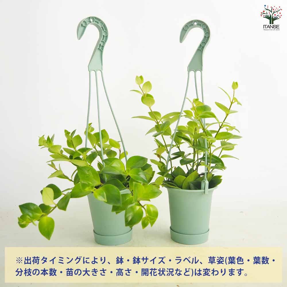 エスキナンサス モナリザ 吊り 【観葉植物 3.5号】｜ 【植物の