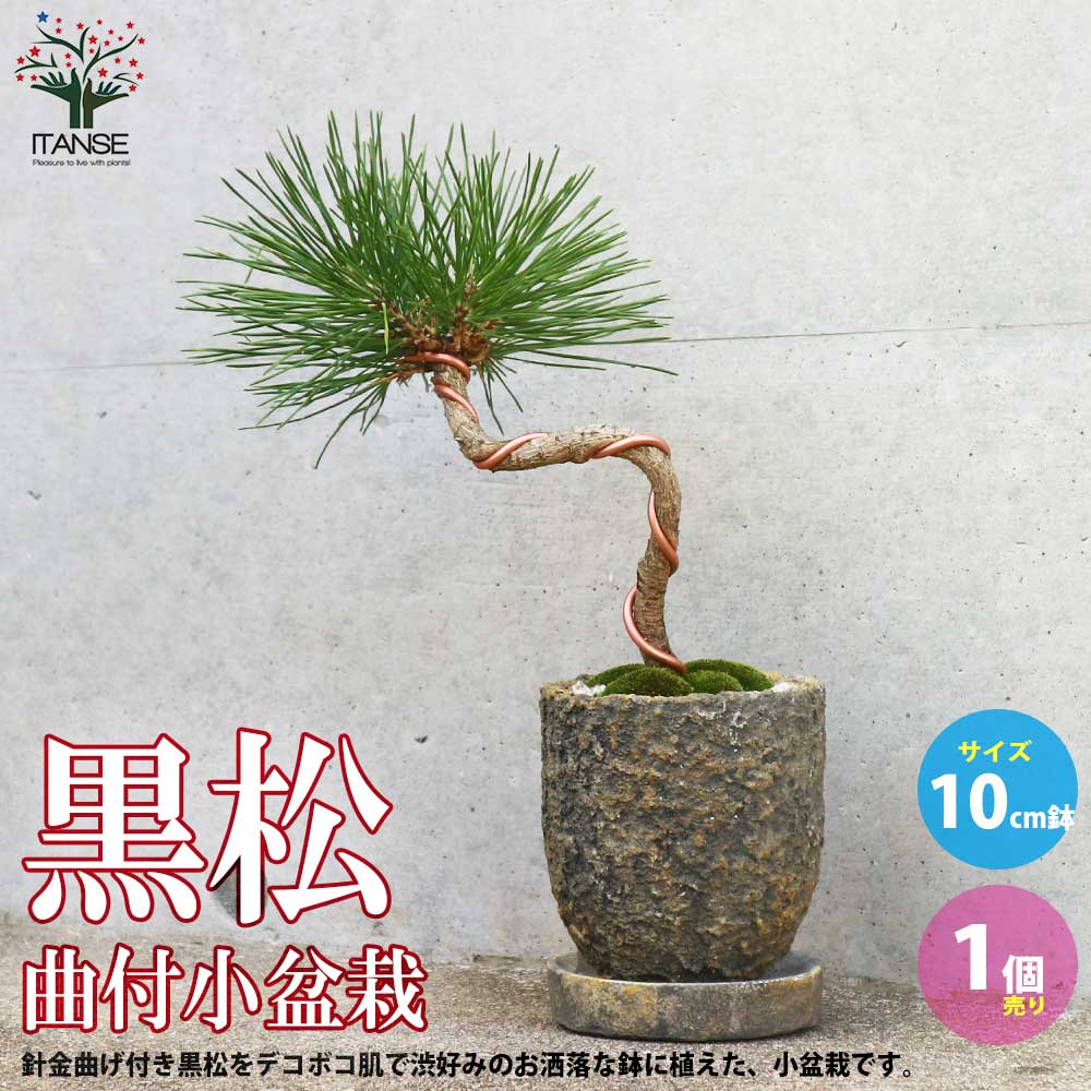 黒松・ねじり曲付け小盆栽【庭木 10cmわびさび荒素焼鉢／1個売り