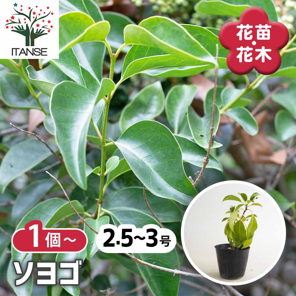 ソヨゴ 【花木苗 2.5号】｜ 【植物のITANSE】全品送料無料・即出荷!