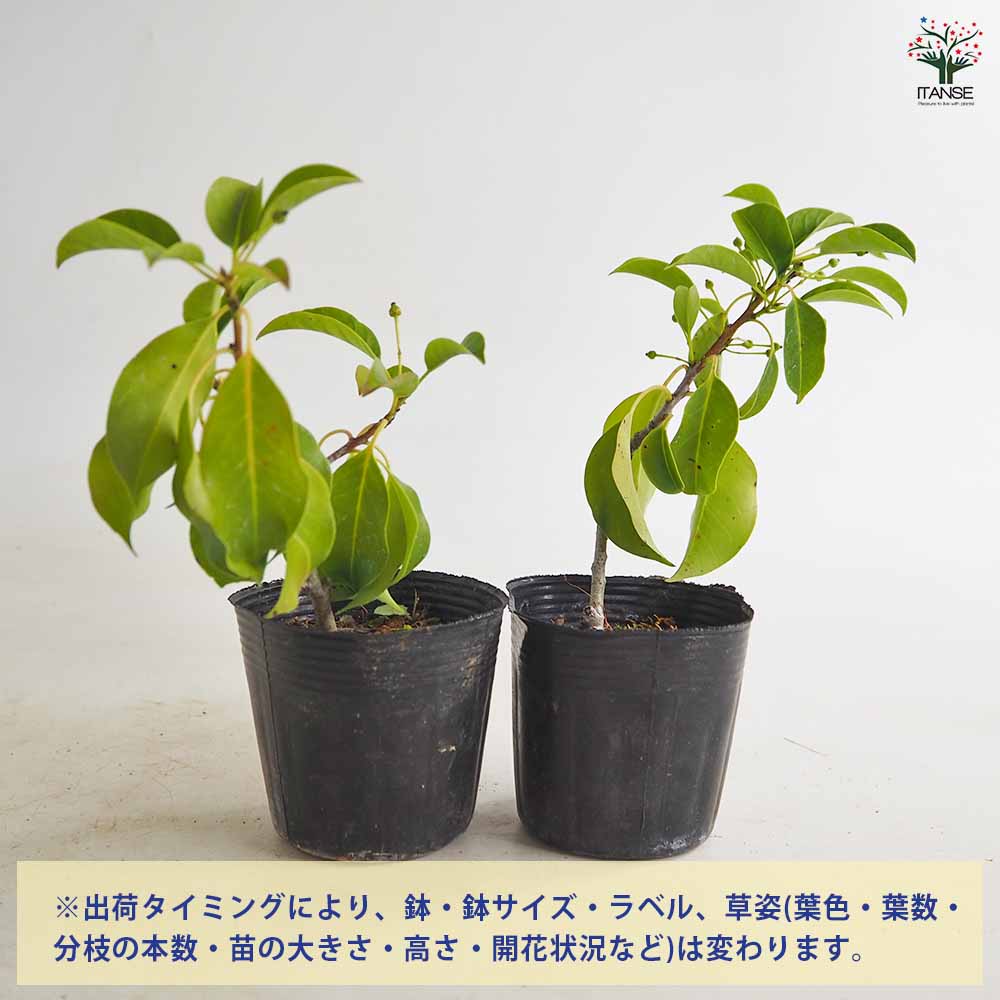 ソヨゴ 【花木苗 2.5号】｜ 【植物のITANSE】全品送料無料・即出荷!