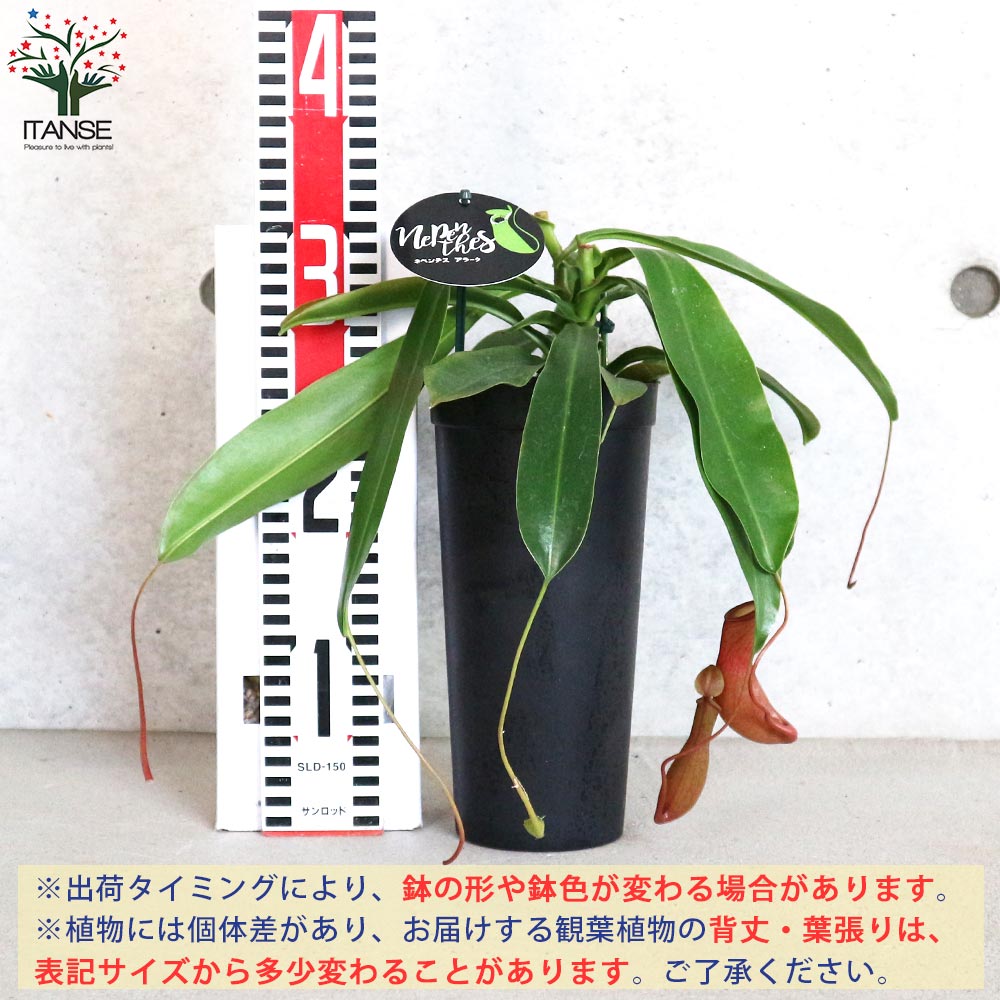 ネペンテス アラータ (ウツボカズラ)／食虫植物【観葉植物 4.5号鉢／1個売り】