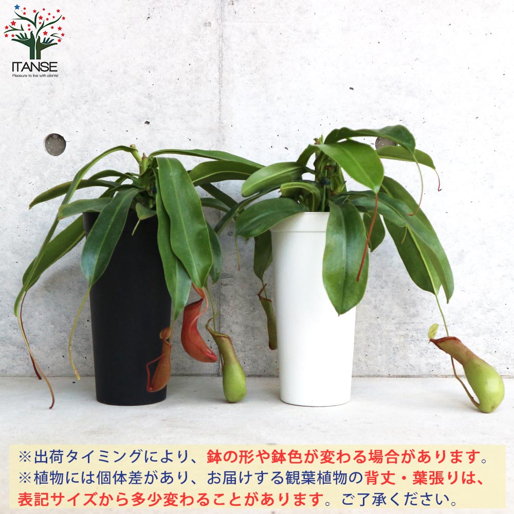 ネペンテス アラータ (ウツボカズラ)／食虫植物【観葉植物 4.5号鉢／1