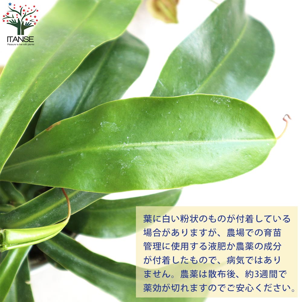 ネペンテス アラータ (ウツボカズラ)／食虫植物【観葉植物 4.5号鉢／1個売り】