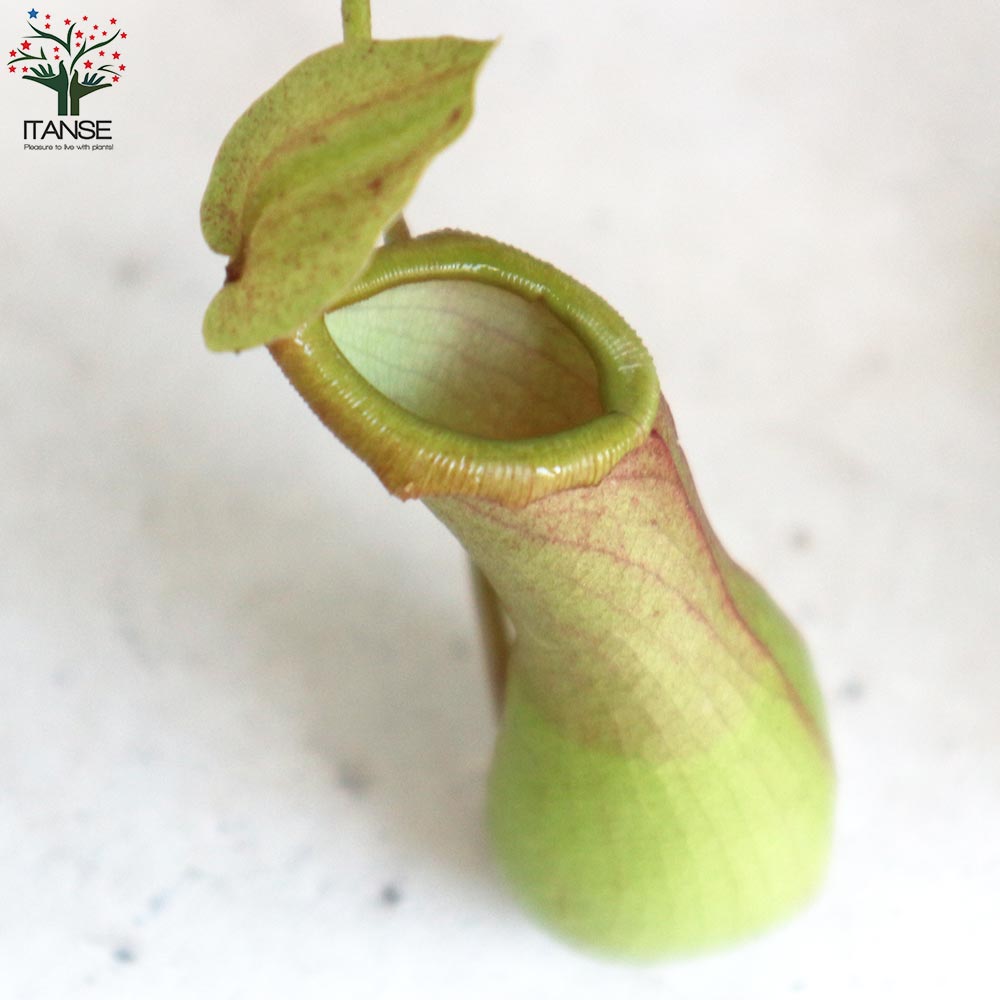 ネペンテス アラータ (ウツボカズラ)／食虫植物【観葉植物 4.5号鉢／1個売り】