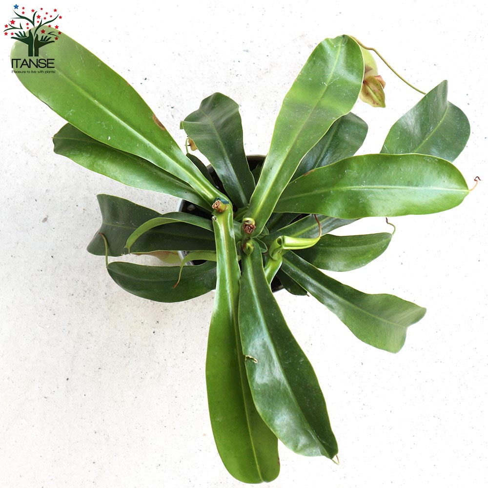 ネペンテス アラータ (ウツボカズラ)／食虫植物【観葉植物 4.5号鉢／1個売り】