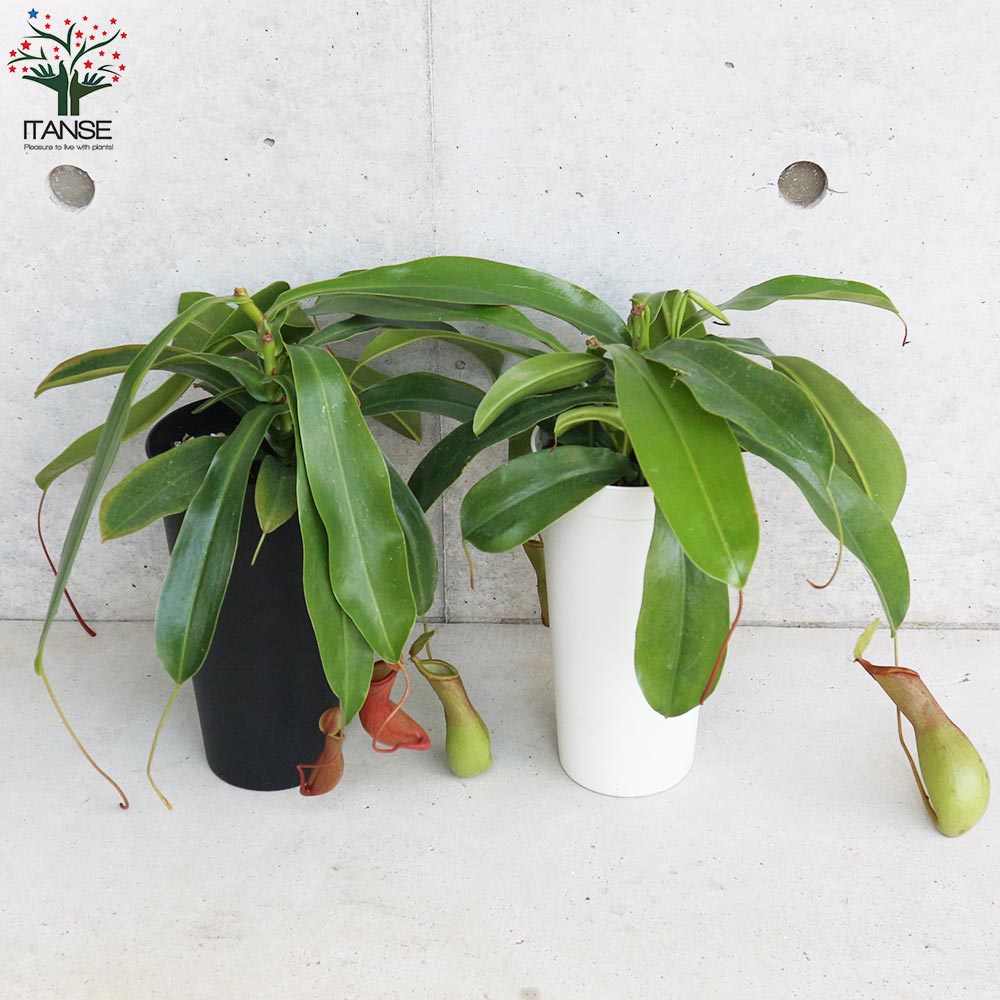 ネペンテス アラータ (ウツボカズラ)／食虫植物【観葉植物 4.5号鉢／1個売り】