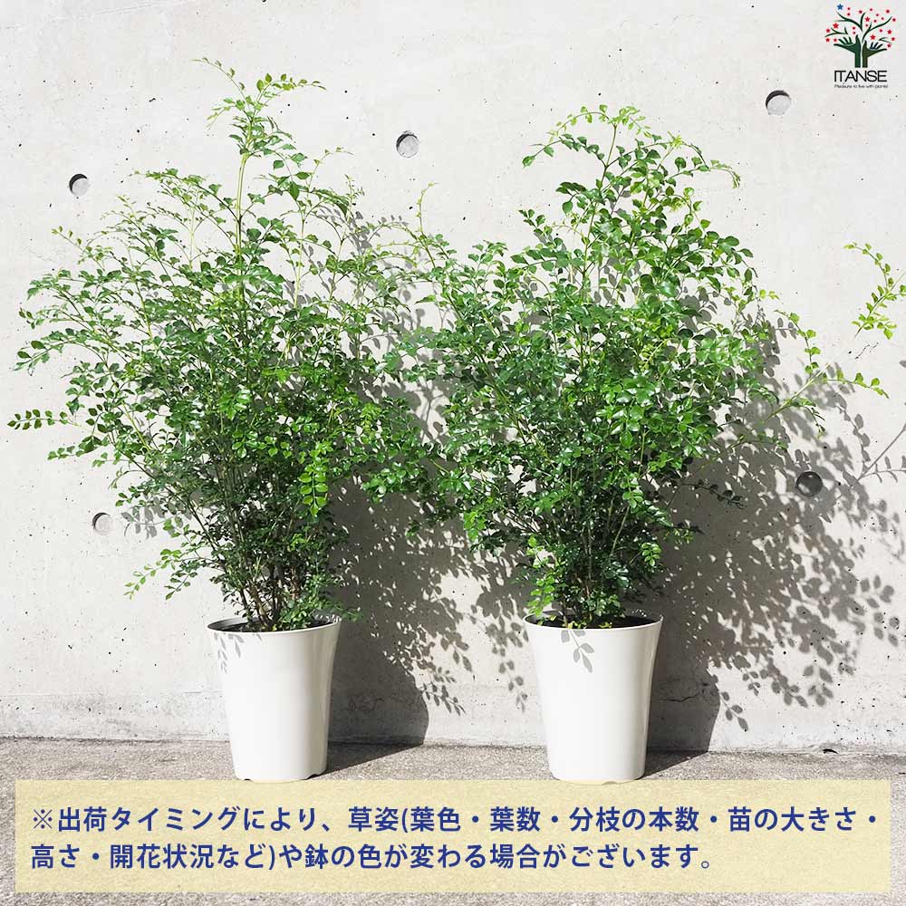 シマトネリコ【観葉植物 6号鉢／お買い得2個セット】