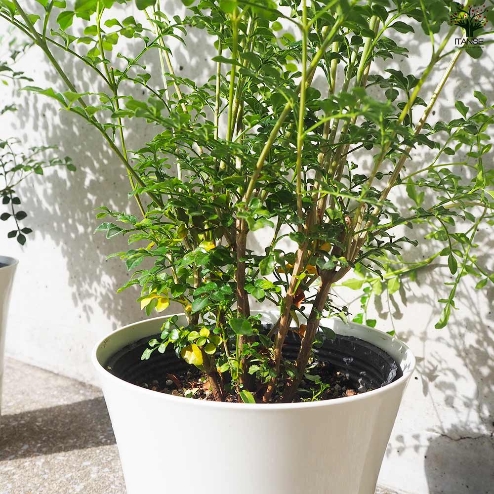 i▼自社エリア配送限定 シマトネリコ 観葉植物 植木鉢付き i▽自社エリア配送限定 シマトネリコ 観葉植物 植木鉢付き