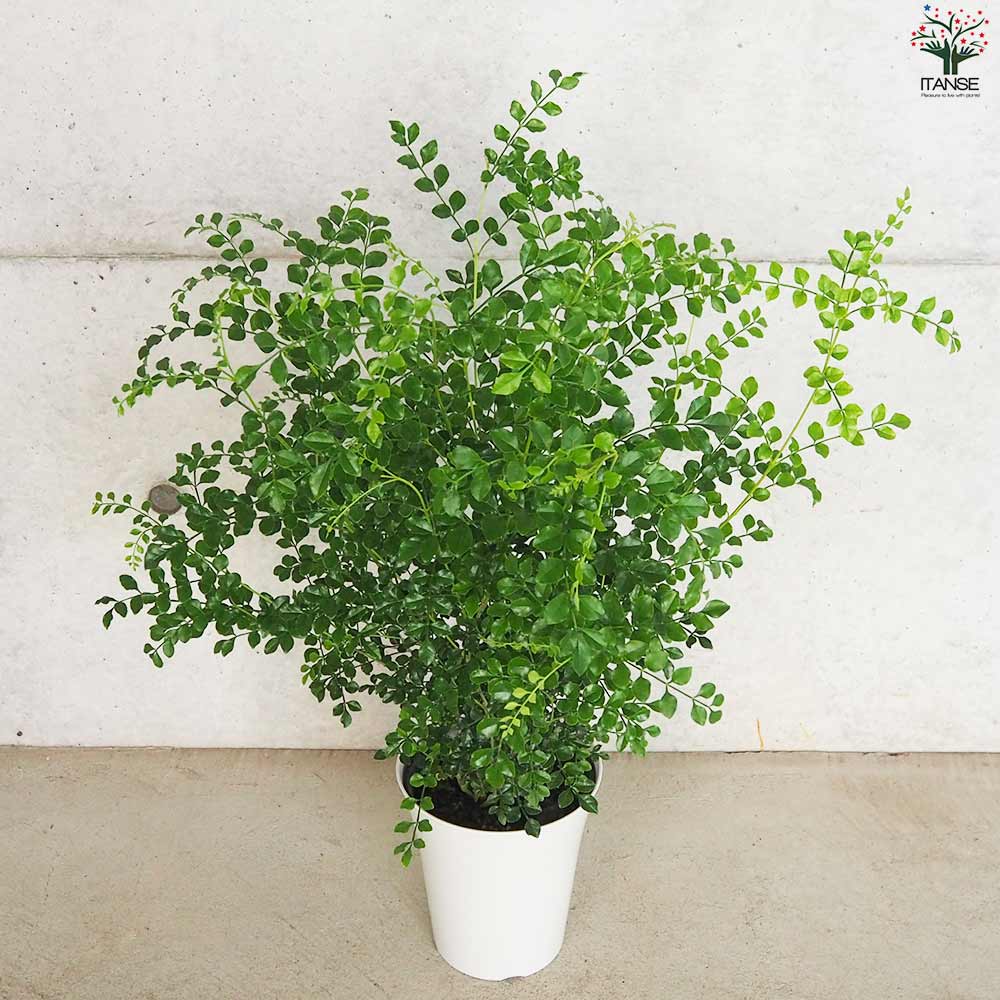 シマトネリコ【観葉植物 6号鉢／お買い得2個セット】｜ 【植物の