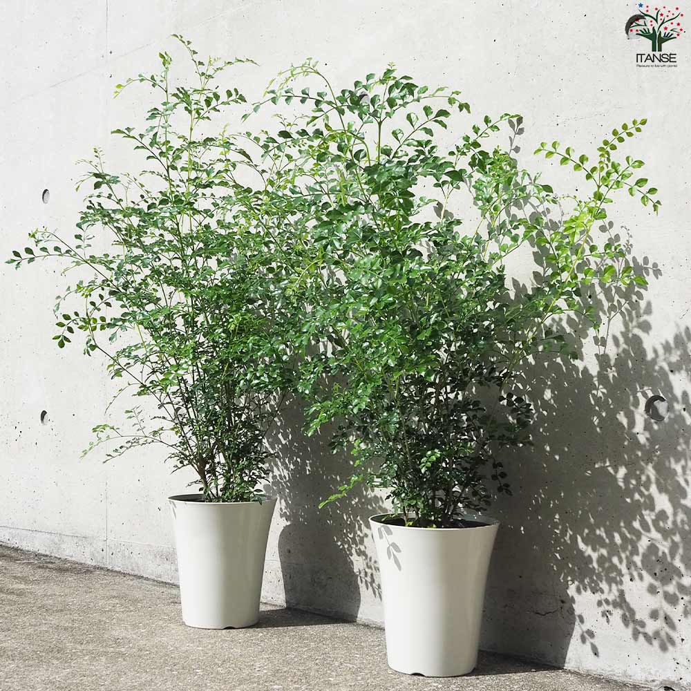 シマトネリコ【観葉植物 6号鉢／お買い得2個セット】｜ 【植物の