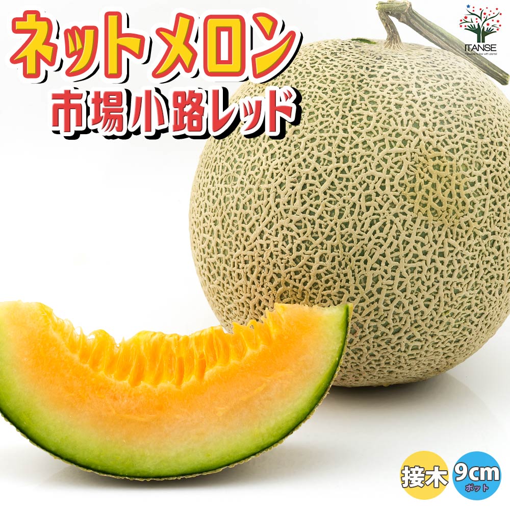 ネットメロン赤肉(品種:市場小路レッド)接ぎ木苗【野菜 接木苗9cmポット】