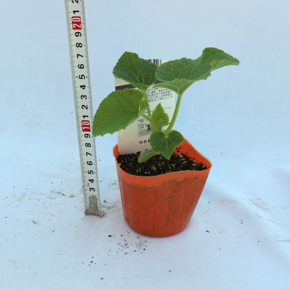 ネットメロン赤肉(品種:市場小路レッド)接ぎ木苗2個～【野菜 接木苗9cmポット】