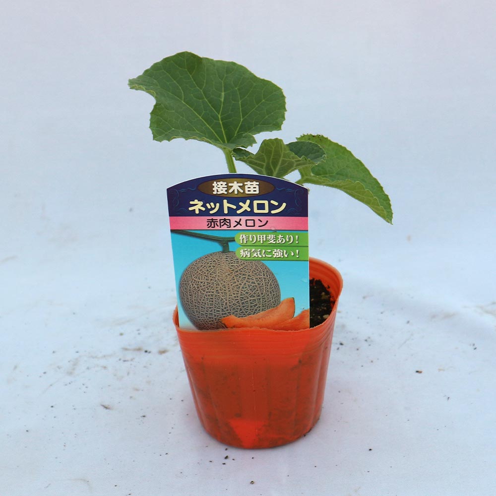 ネットメロン赤肉(品種:市場小路レッド)接ぎ木苗2個～【野菜 接木苗9cmポット】