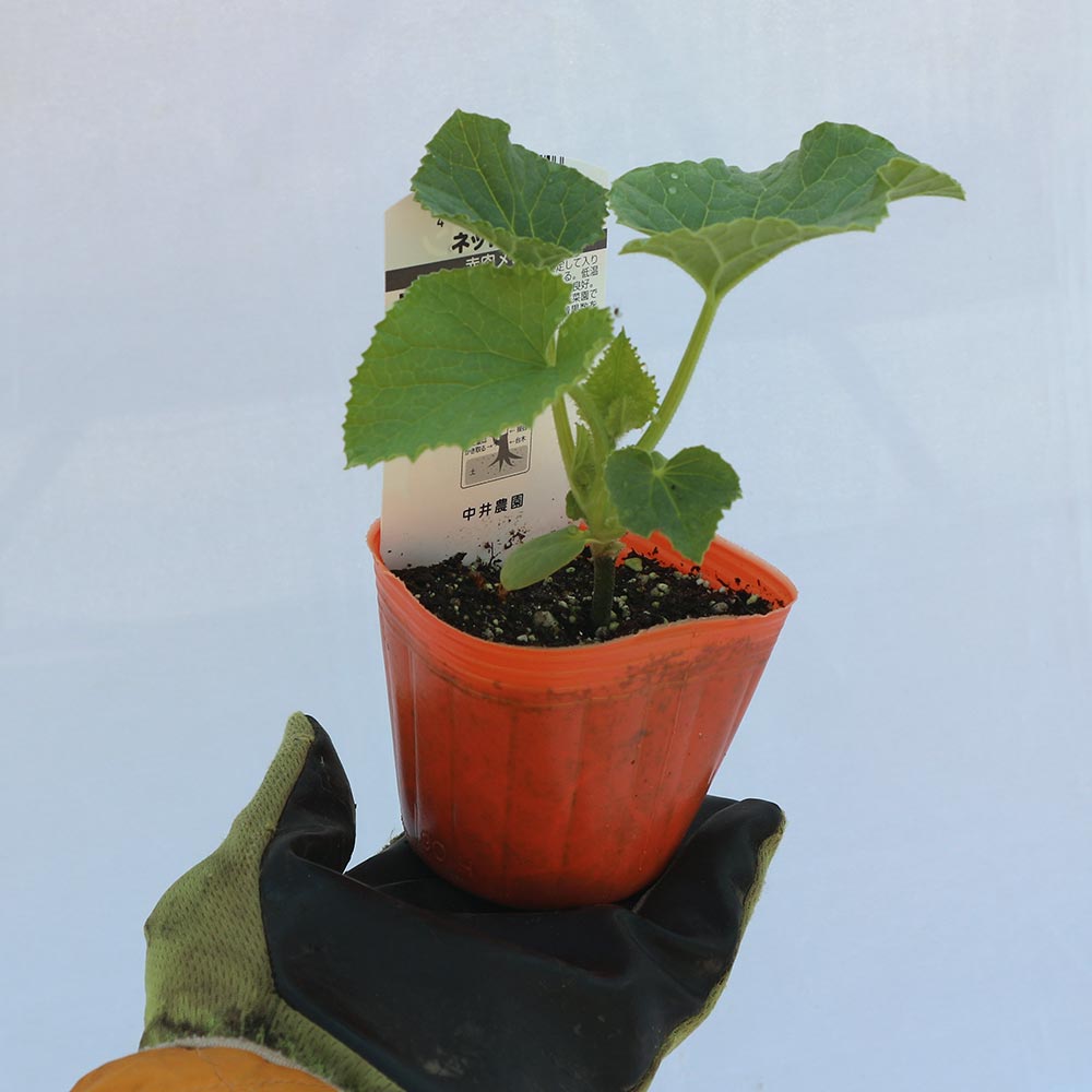 ネットメロン赤肉(品種:市場小路レッド)接ぎ木苗2個～【野菜 接木苗9cmポット】