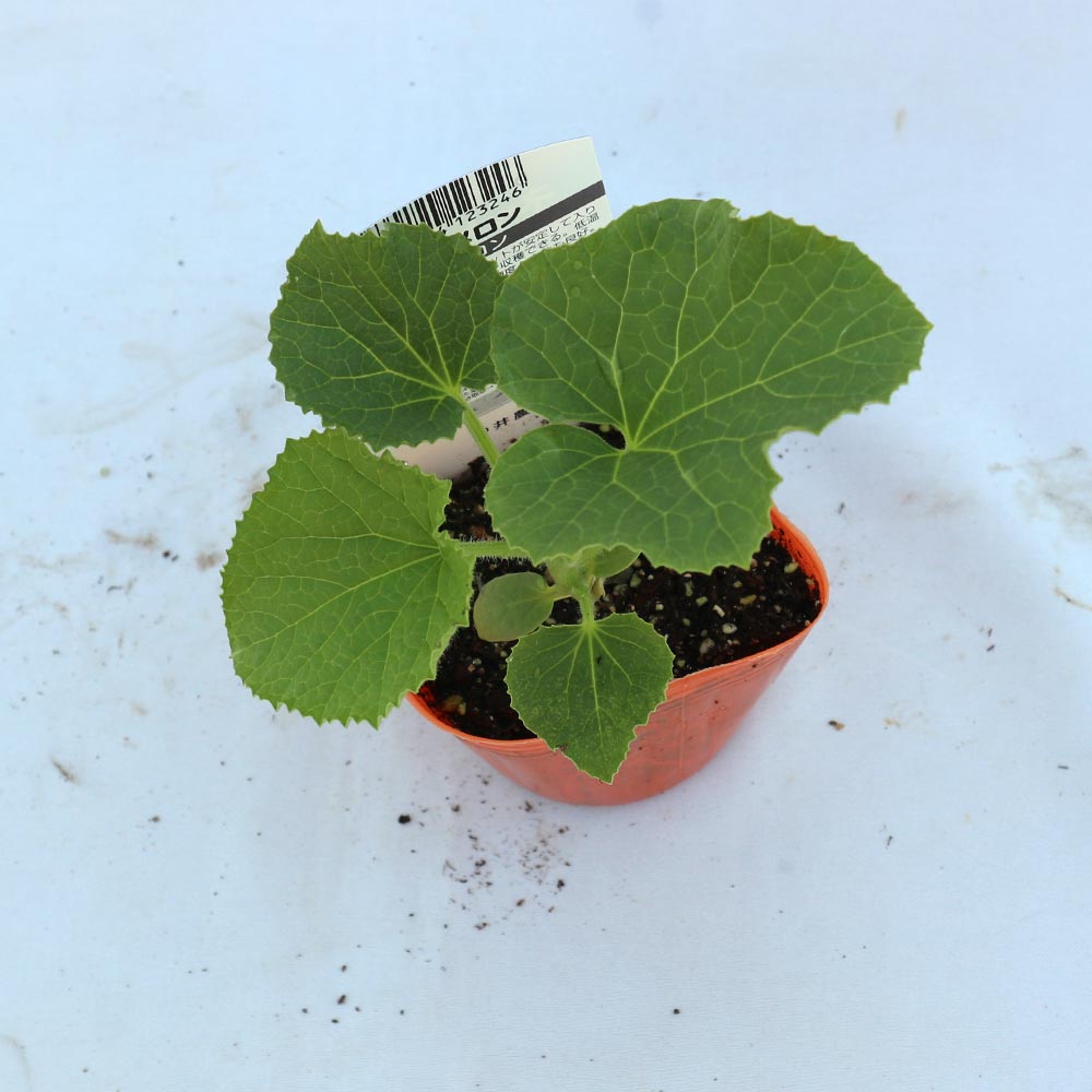 ネットメロン赤肉(品種:市場小路レッド)接ぎ木苗2個～【野菜 接木苗9cmポット】