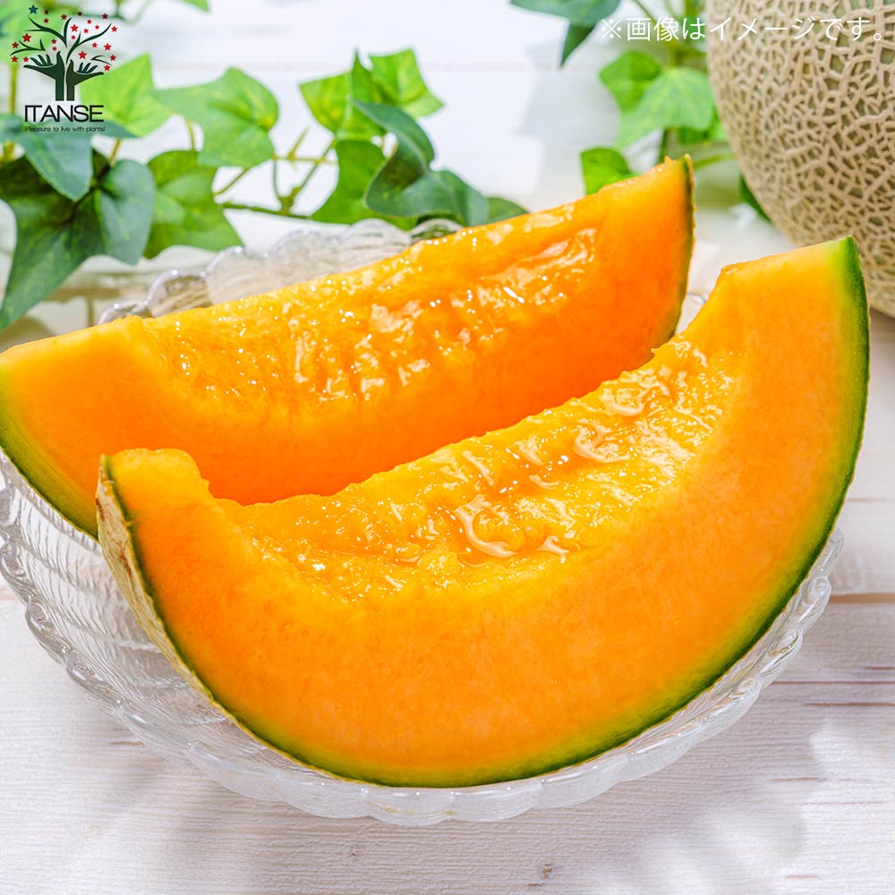 ネットメロン赤肉(品種:市場小路レッド)接ぎ木苗2個～【野菜 接木苗9cmポット】