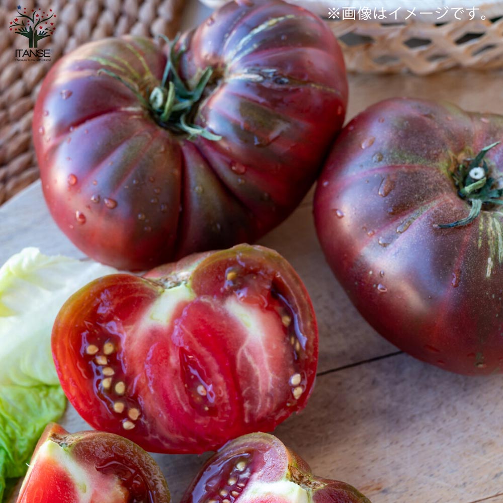 ノワール・デ・クリミートマトの種(固定種・Noire de crimee) ノワール・デ・クリミートマトの種(固定種・Noire de crimee)