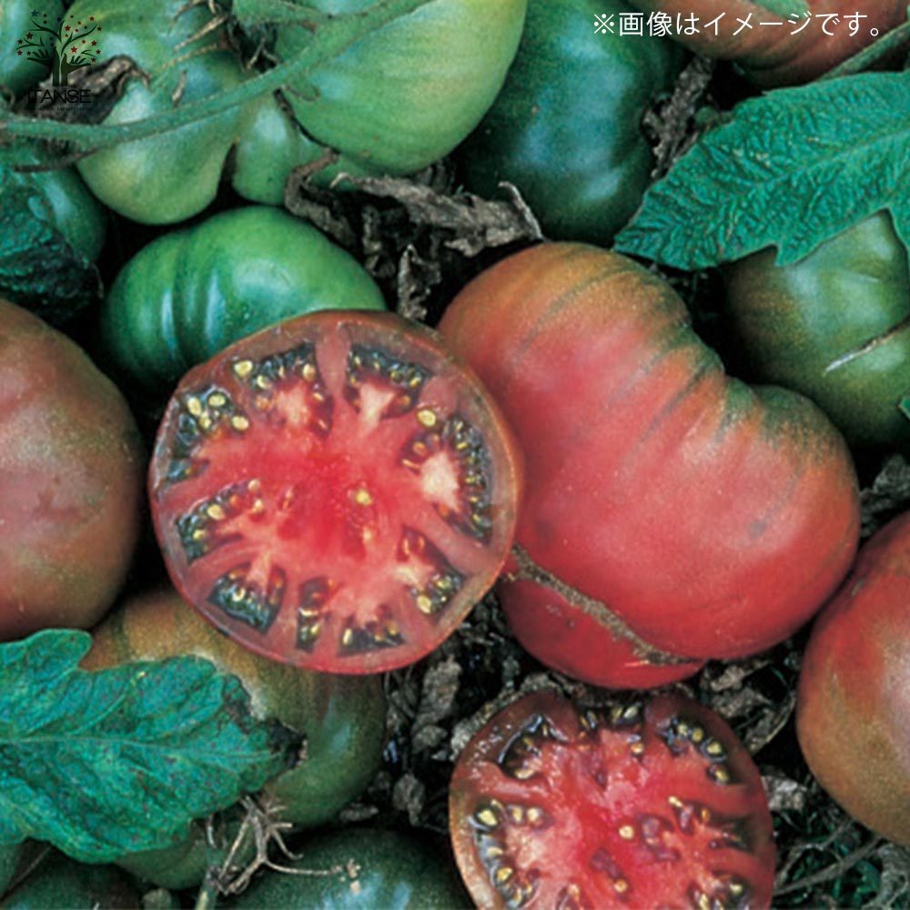 ブラッククリムトマトの苗 (品種：Black krim Tomato)【固定種野菜苗