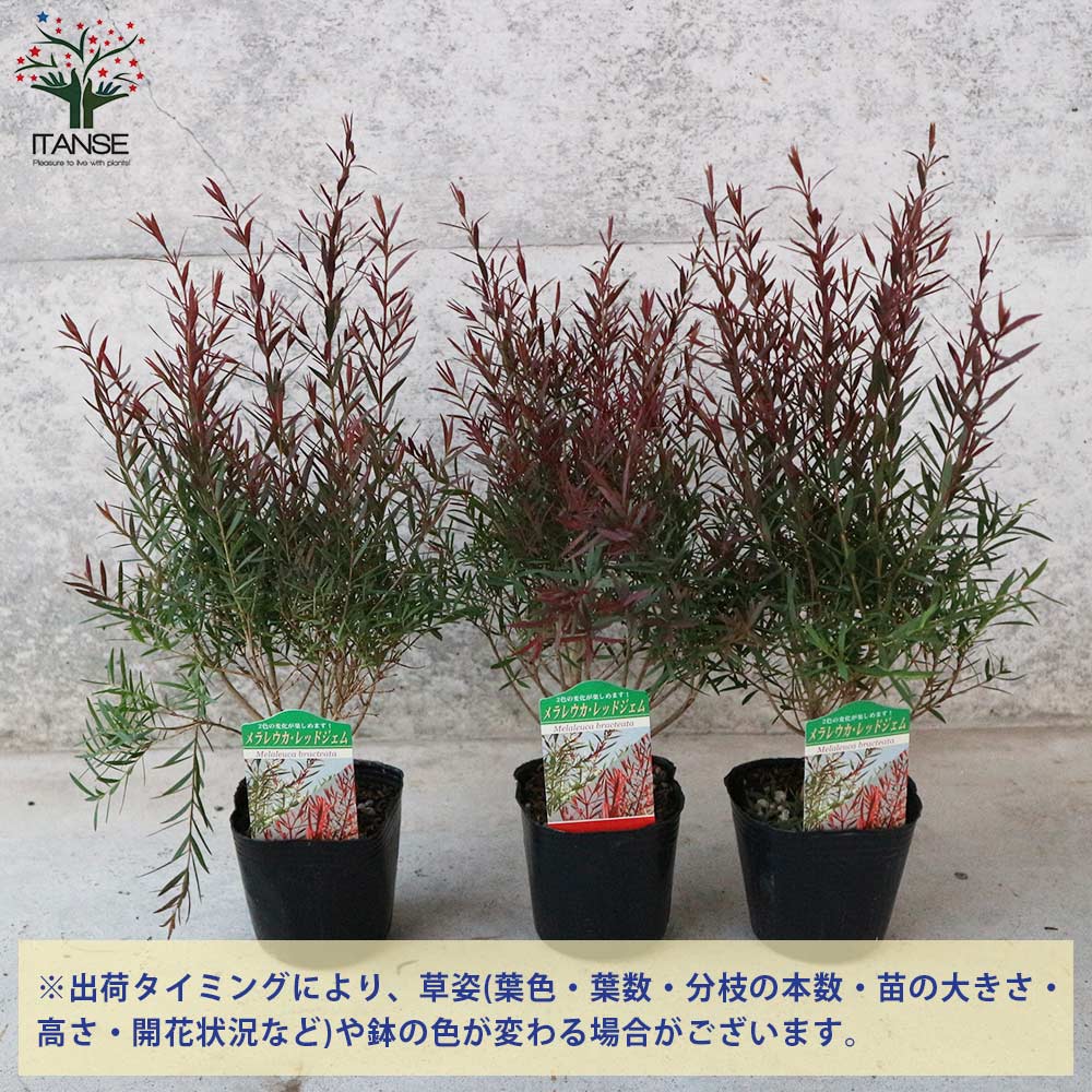 メラレウカ　レッドジェム　特大サイズ メラレウカ レッドジェム 特大