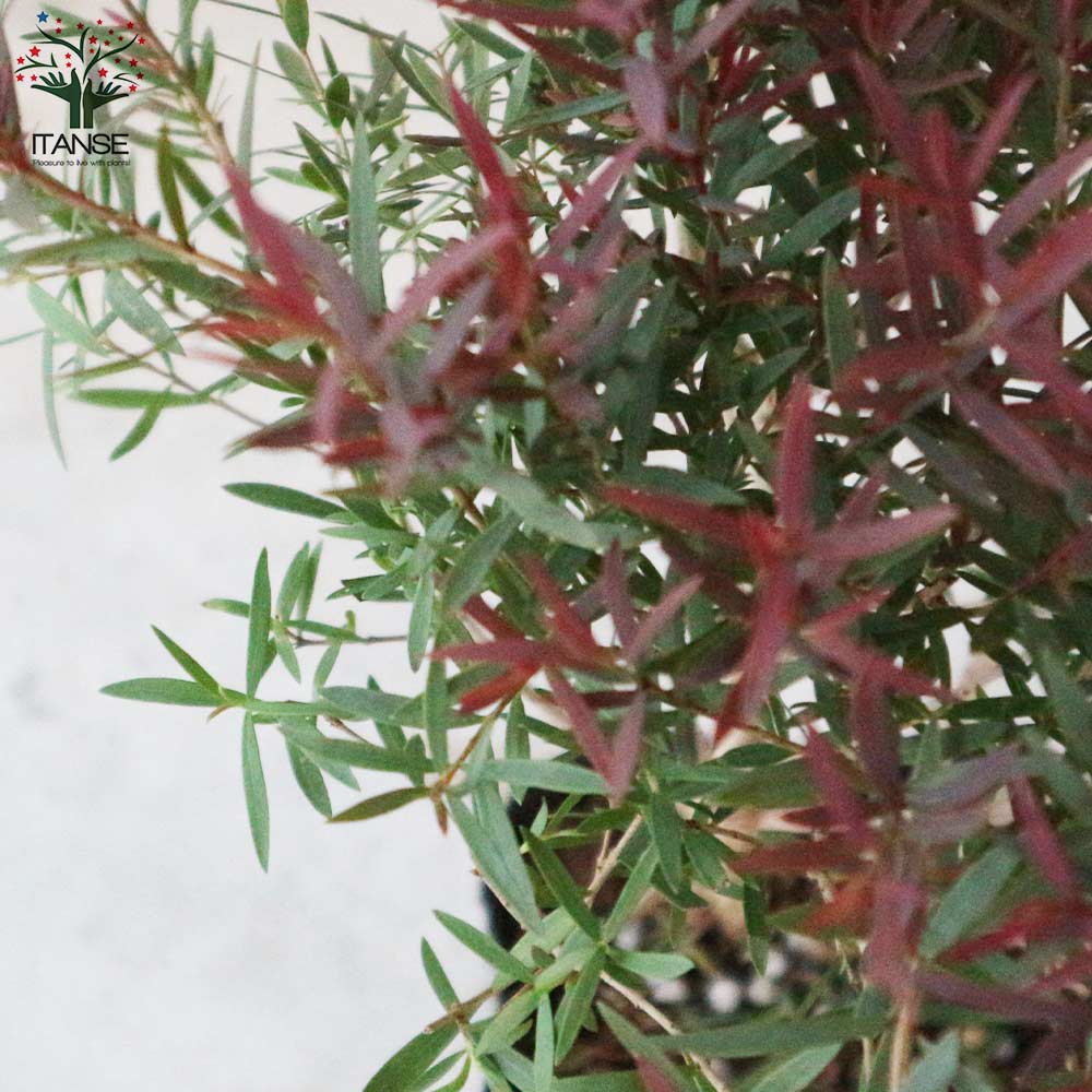 メラレウカ・レッドジェム 【庭木 3号ポット苗 庭園樹木・ハーブ・花木