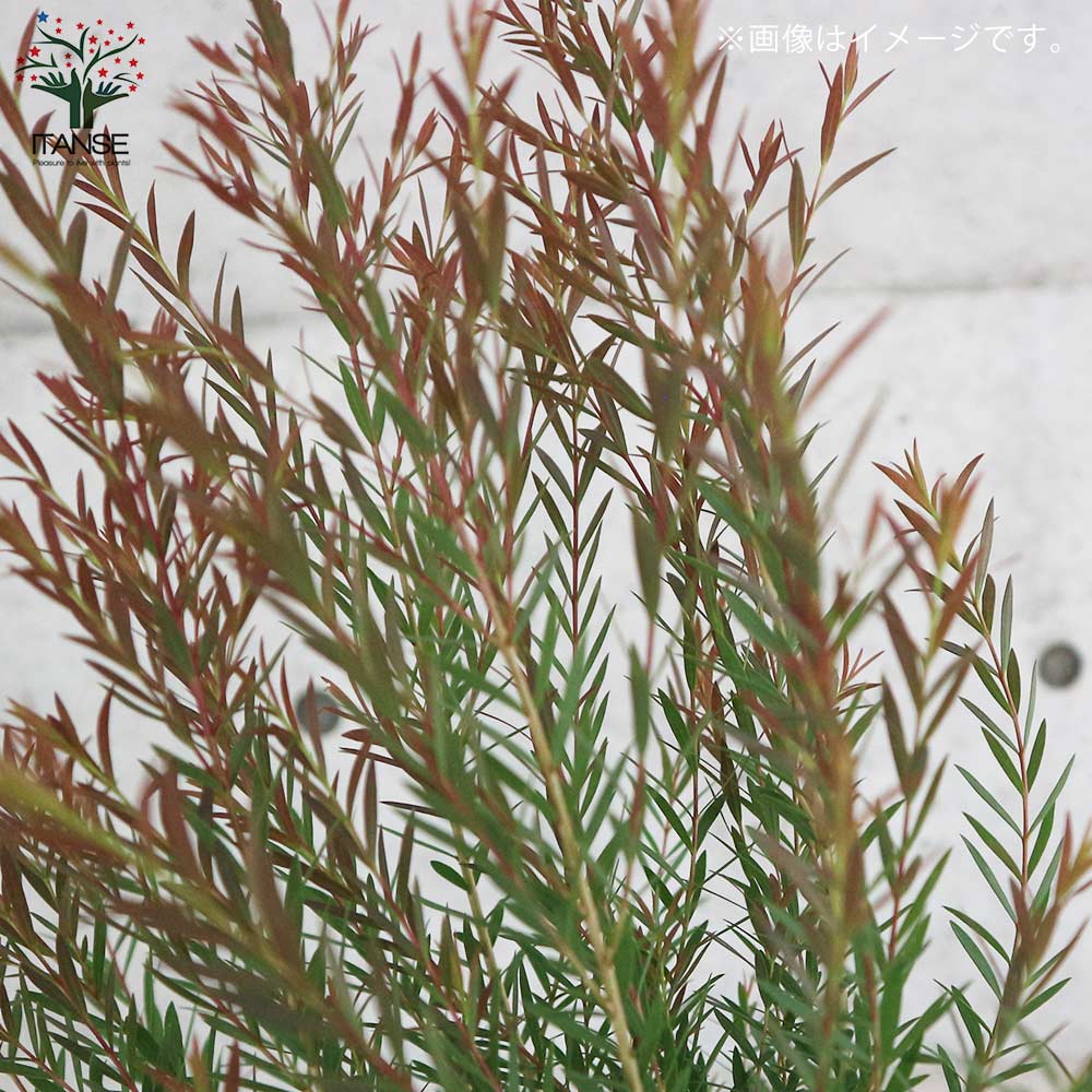 メラレウカ・レッドジェム 【庭木 3号ポット苗 庭園樹木・ハーブ・花木