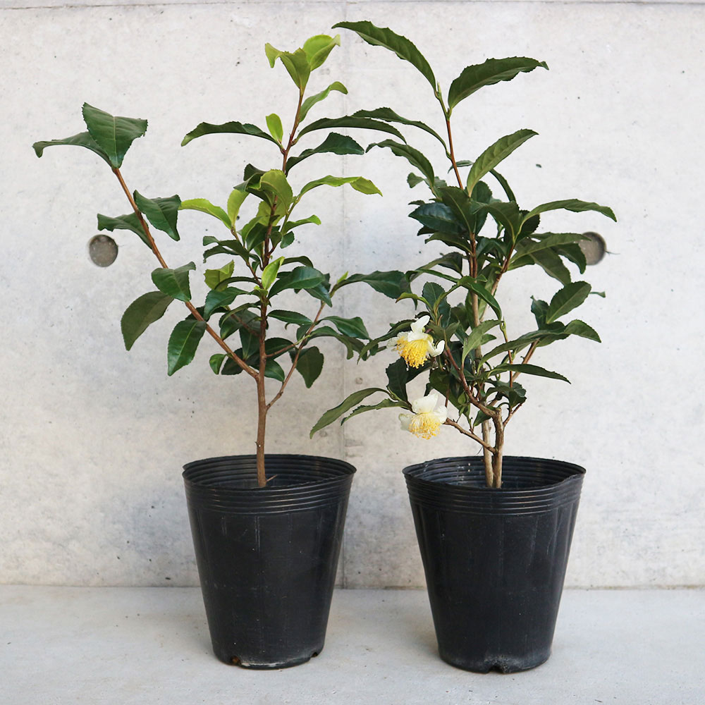 お茶の苗木 品種:藪北茶(ヤブキタチャ) 【庭木 4.5号鉢】｜ 【植物の