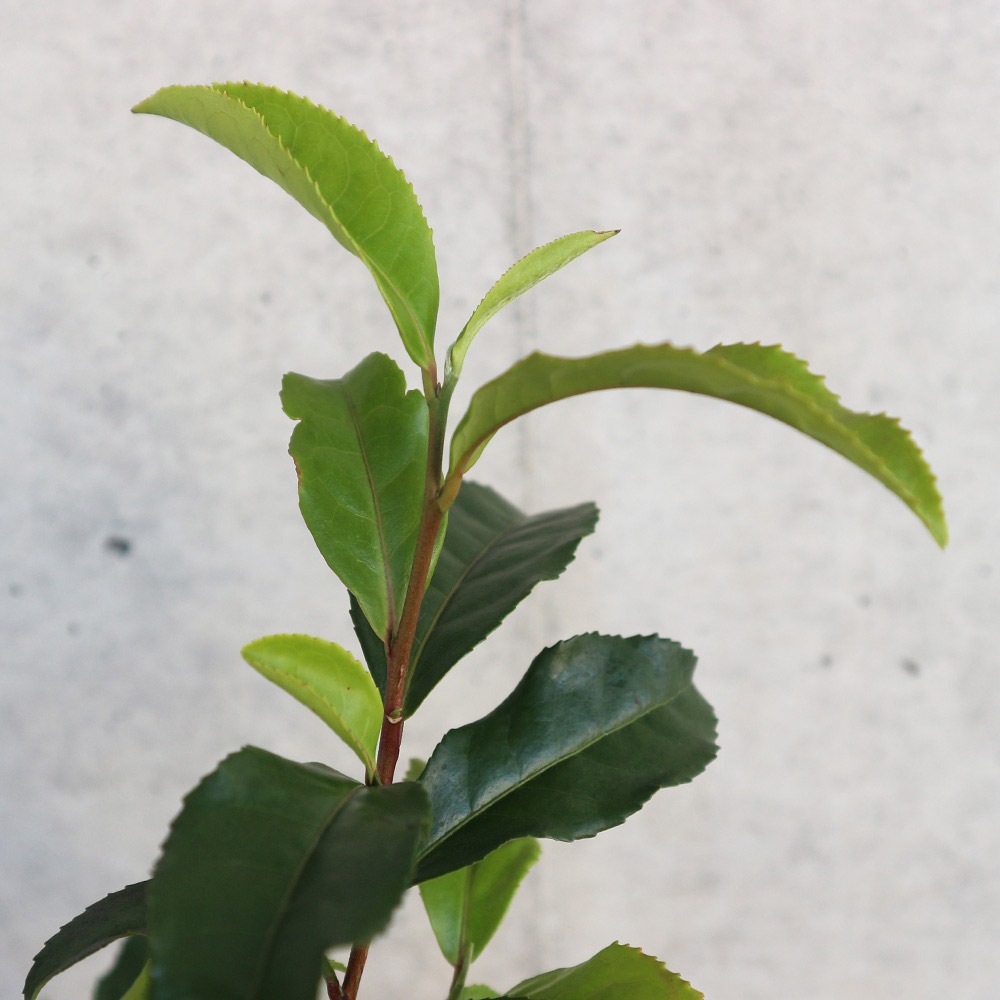お茶の苗木 品種:藪北茶(ヤブキタチャ) 【庭木 4.5号鉢】｜ 【植物の