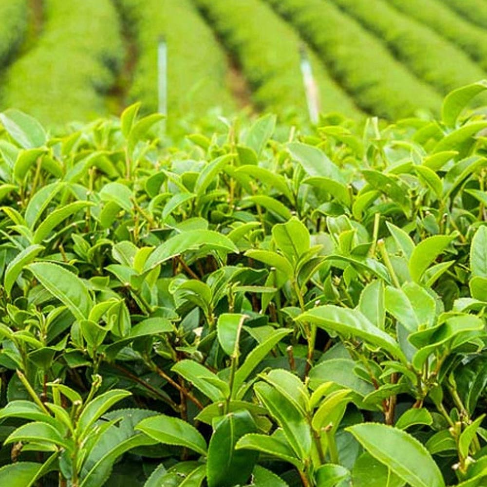 とうふ苗木 ぶどう苗 瀬戸ジャイアンツの苗木【果樹苗 2年生挿し木苗15cmポット