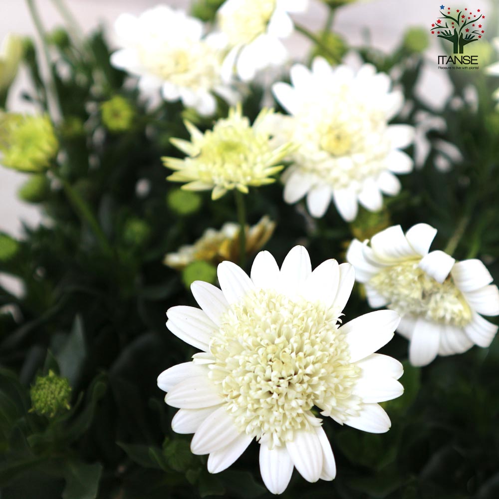 オステオスペルマム❤3苗 抜き苗 オステオスペルマム3苗 抜き苗 オステオ