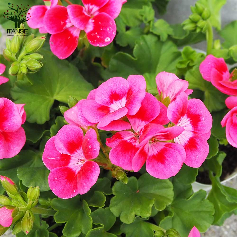 フラワーカービング祭り➂耳元に可憐なピンクのデルフィニウムを…初登場カルセドニー ゼラニウム プリティーリトルピンク【花苗 3.5号ポット