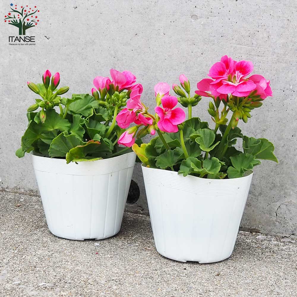 ゼラニウム プリティーリトルピンク【花苗 3.5号ポット】｜ 【植物の