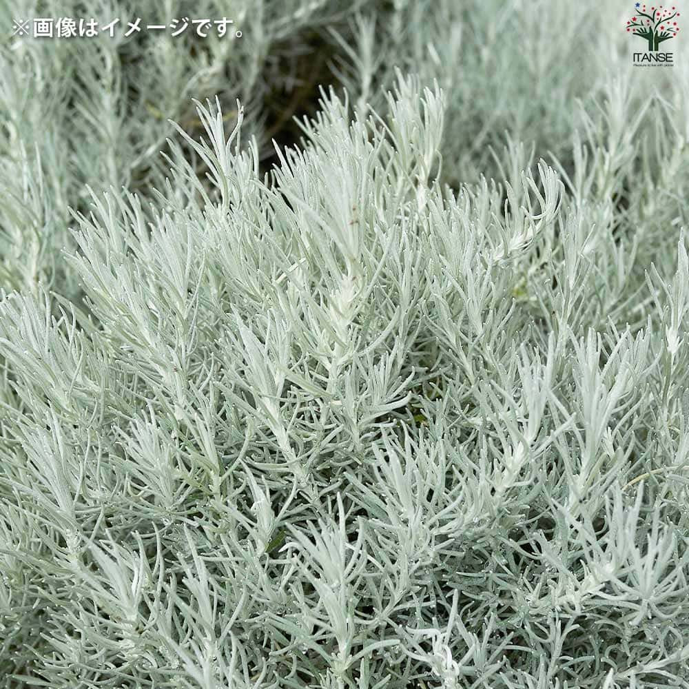 ヘリクリサム イタリカム トールカレー2個～【花苗 9cmポット