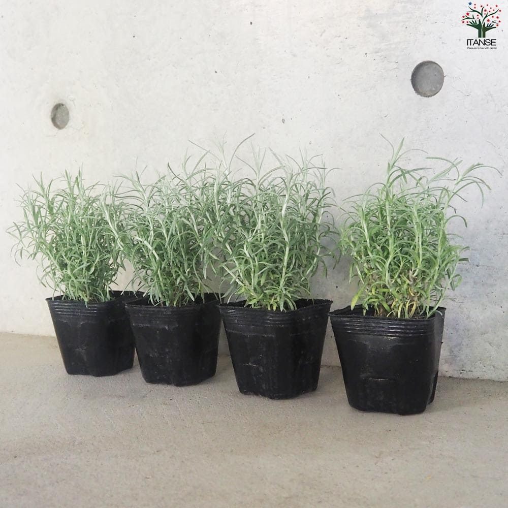 ヘリクリサム イタリカム トールカレー2個～【花苗 9cmポット