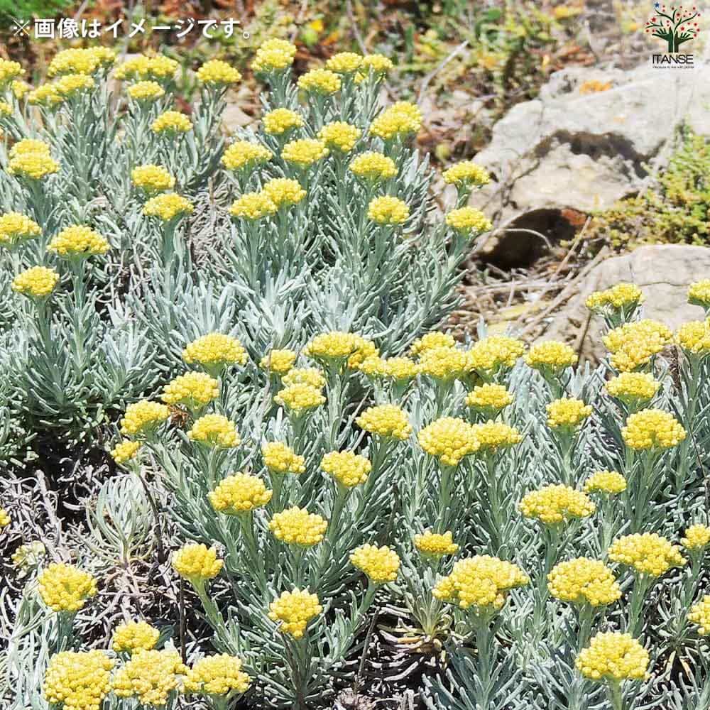 向日葵みたいなヘリクリサム ランダム9輪 向日葵みたいなヘリクリサム ランダム9輪 向日葵みたいなヘリクリサム