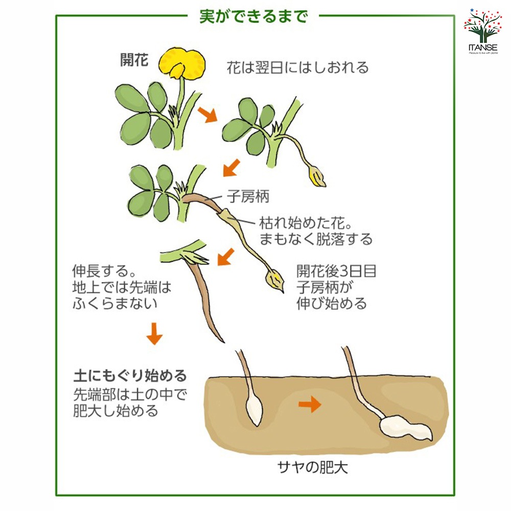 落花生の種子”ファスティガータ ピンストライプ”【約２０粒】