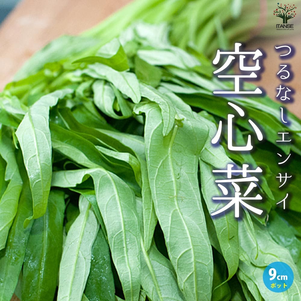 つるなしエンサイ(空心菜)2個～【野菜苗 9cmポット実生苗】