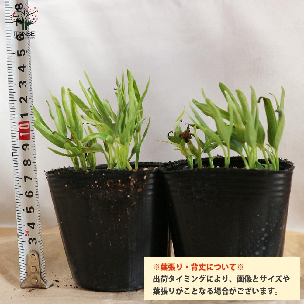 つるなしエンサイ(空心菜)2個～【野菜苗 9cmポット実生苗】