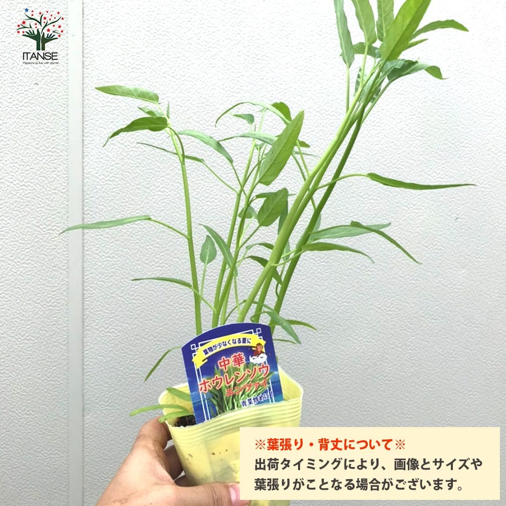 つるなしエンサイ(空心菜)2個～【野菜苗 9cmポット実生苗】