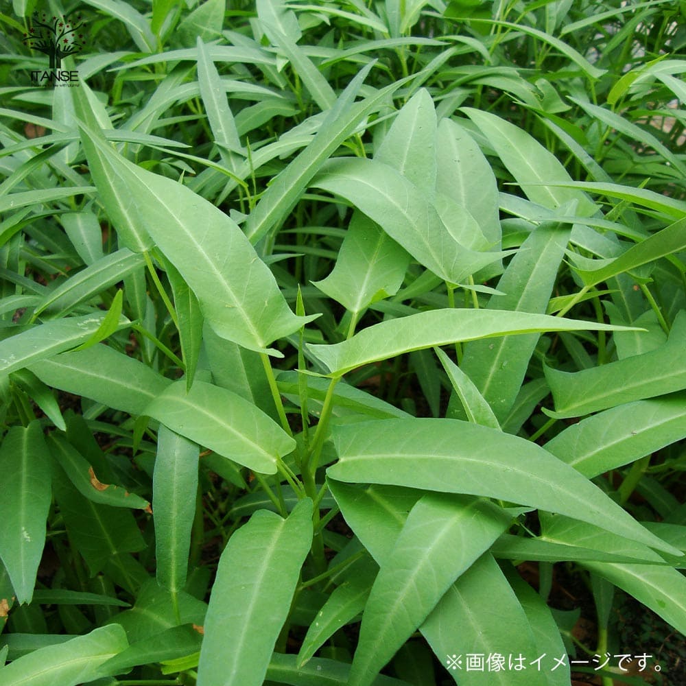 つるなしエンサイ(空心菜)2個～【野菜苗 9cmポット実生苗】