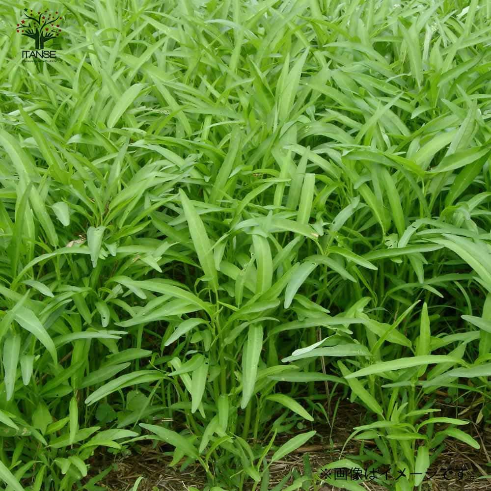 つるなしエンサイ(空心菜)2個～【野菜苗 9cmポット実生苗】