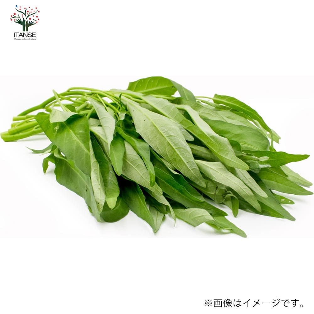 つるなしエンサイ(空心菜)2個～【野菜苗 9cmポット実生苗】