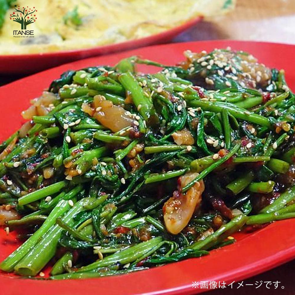 つるなしエンサイ(空心菜)2個～【野菜苗 9cmポット実生苗】