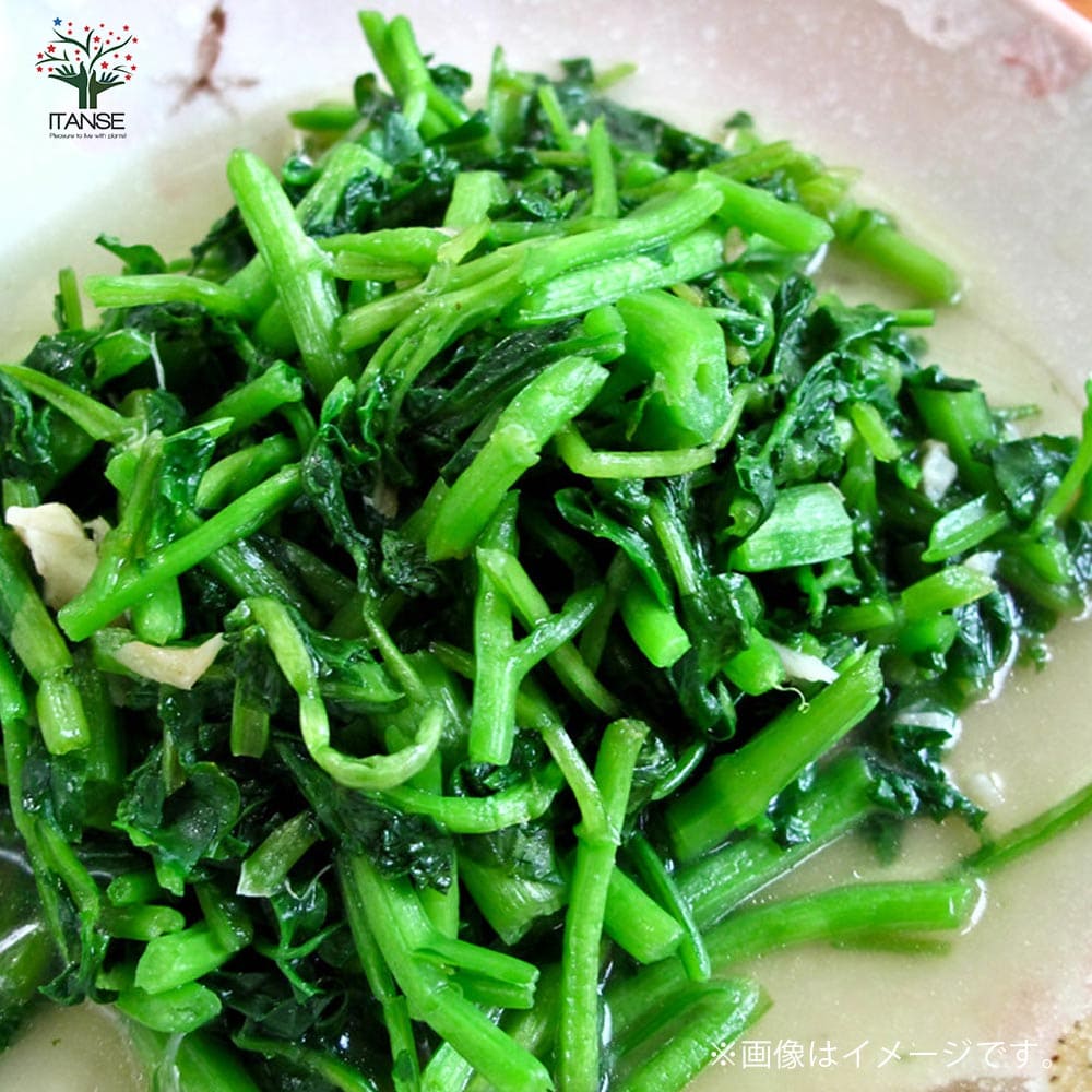 つるなしエンサイ(空心菜)2個～【野菜苗 9cmポット実生苗】