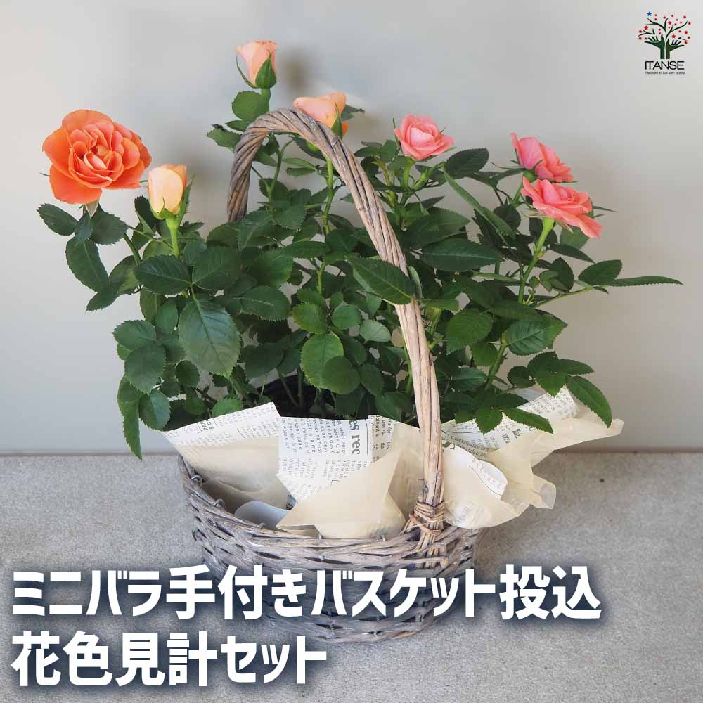 ミニ薔薇 花色見計らいセット【花苗 手付きバスケット投込売り