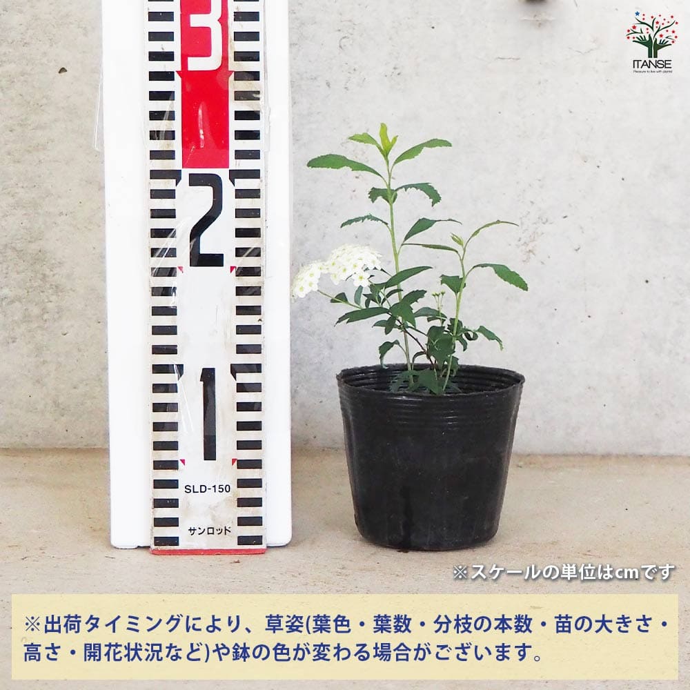 コデマリ 【花木苗 3.5号ポット】