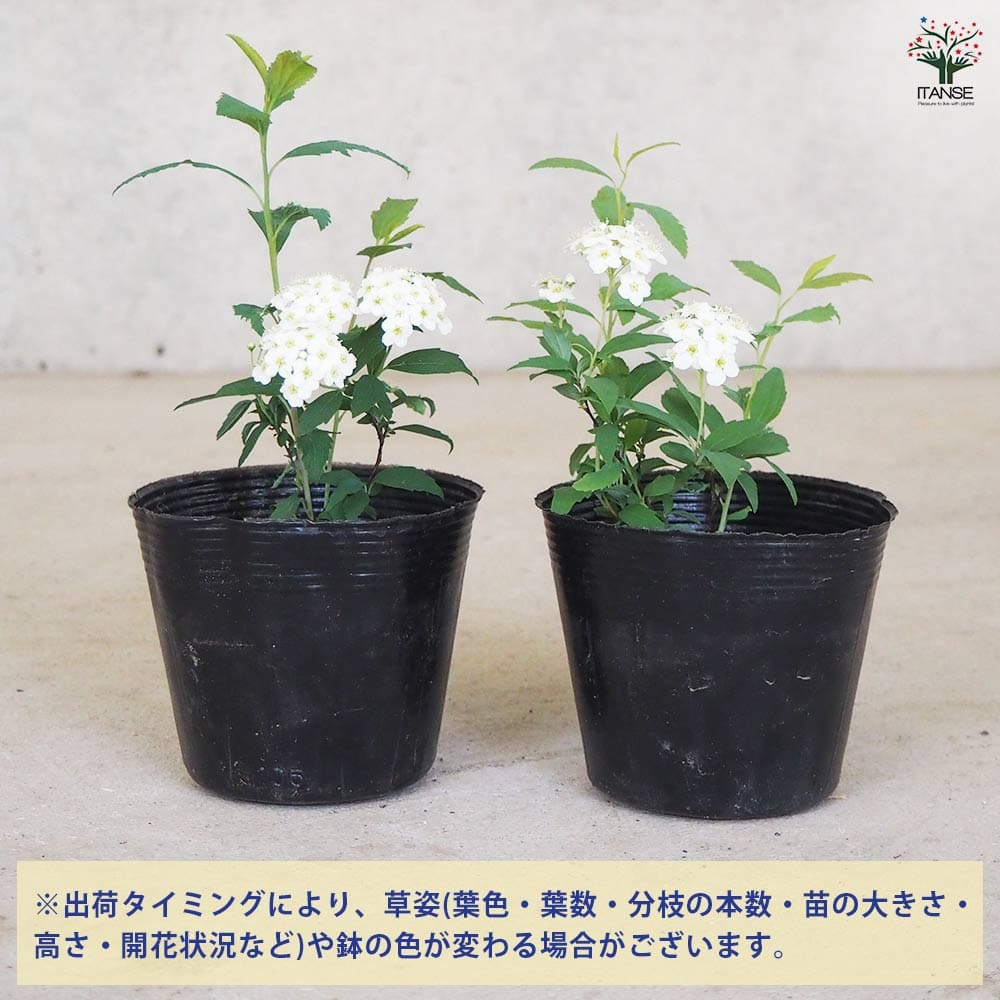 コデマリ 【花木苗 3.5号ポット】