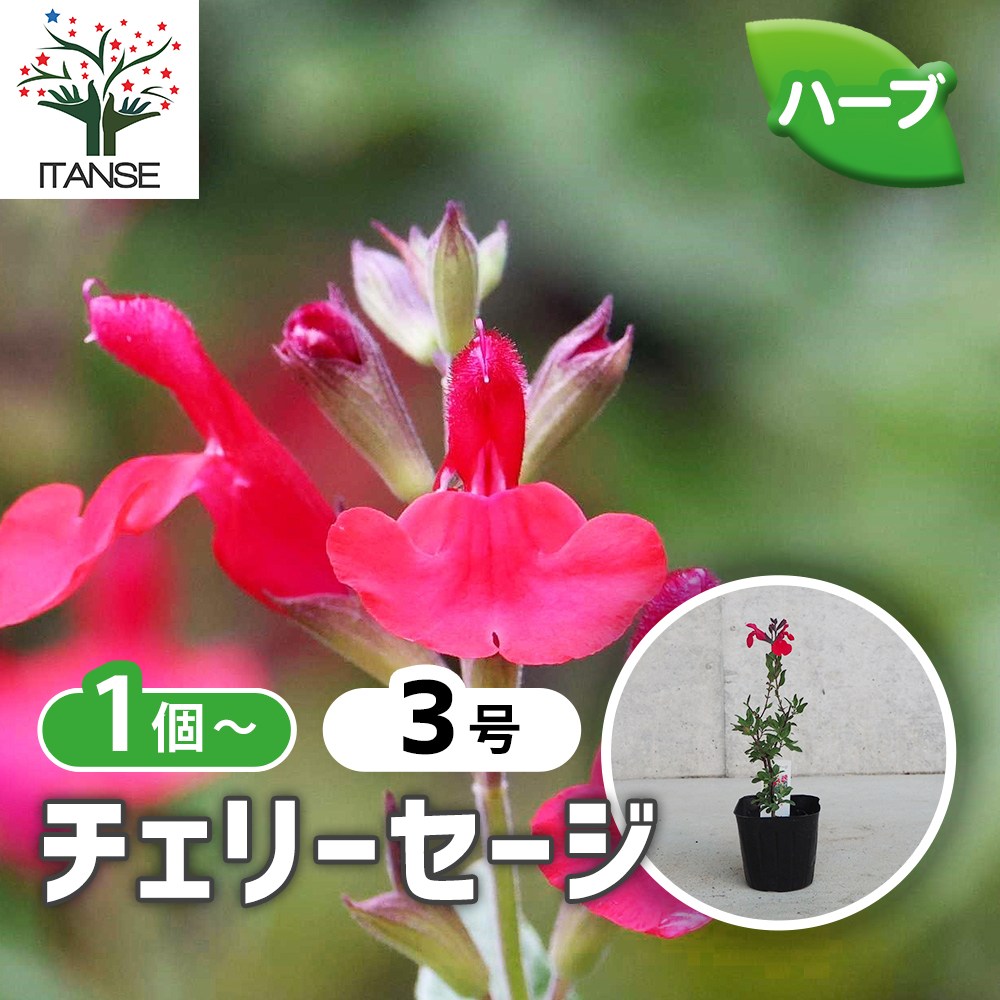 チェリーセージ【ハーブ苗9cmポット／1個～】｜ 【植物のITANSE