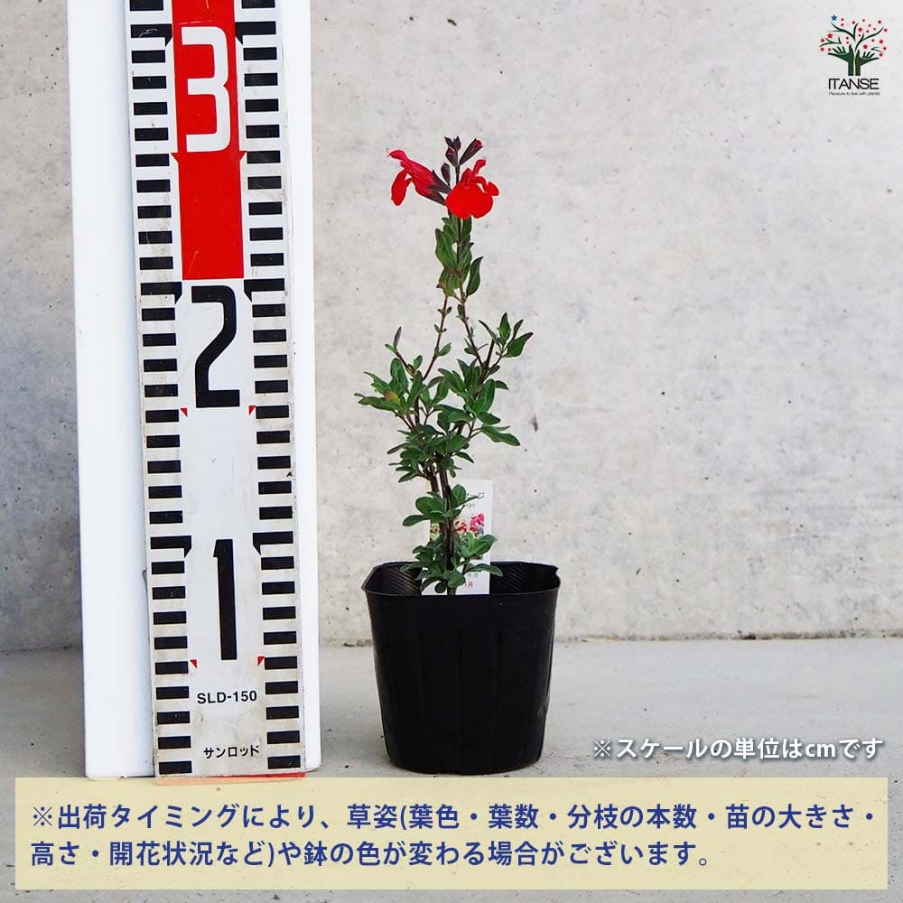 チェリーセージ 【ハーブの苗 9cmポット／お買い得3個セット】